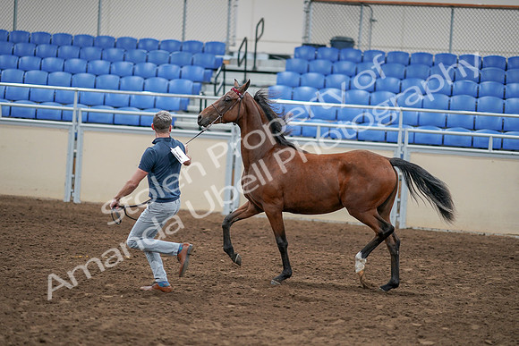 2020 - AB Morgan Horse - Sat, Sept 05 - 00541