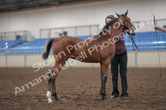 2019 Morgan Horse Show - Aug 31, 2019 - 00442