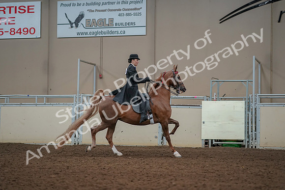 2019 Morgan Horse Show - Aug 30, 2019 - 25285