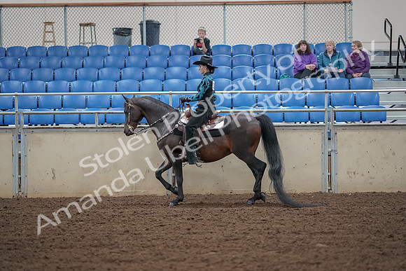 2019 Morgan Horse Show - Aug 30, 2019 - 25898
