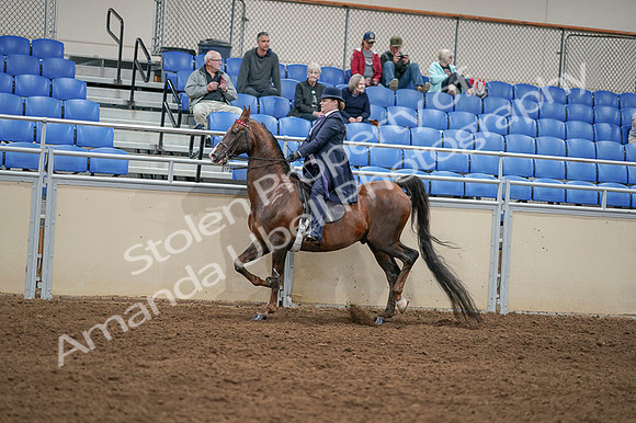 2020 - AB Morgan Horse - Fri, Sept 04 - 08005