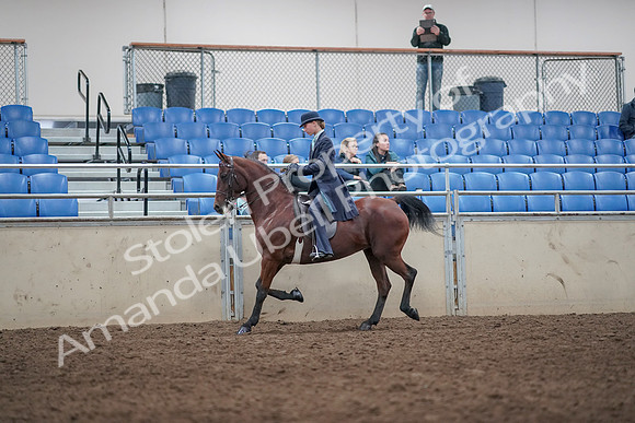 2019 Morgan Horse Show - Aug 31, 2019 - 08595
