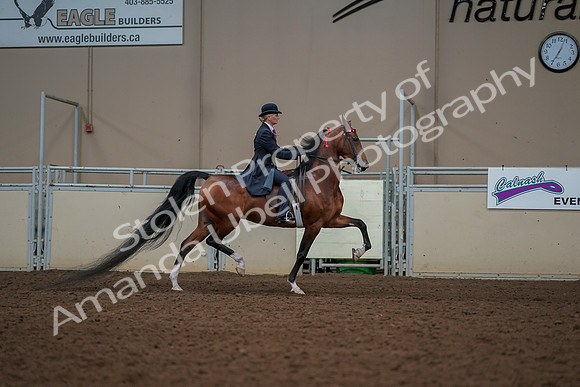 2019 Morgan Horse Show - Aug 30, 2019 - 25217
