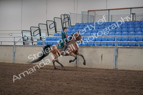 2019 Morgan Horse Show - Sept 01, 2019 - 13400