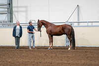 2020 - AB Morgan Horse - Sat, Sept 05 - 00189
