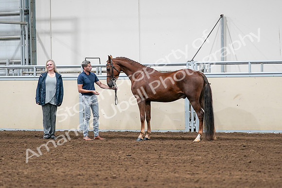 2020 - AB Morgan Horse - Sat, Sept 05 - 00189