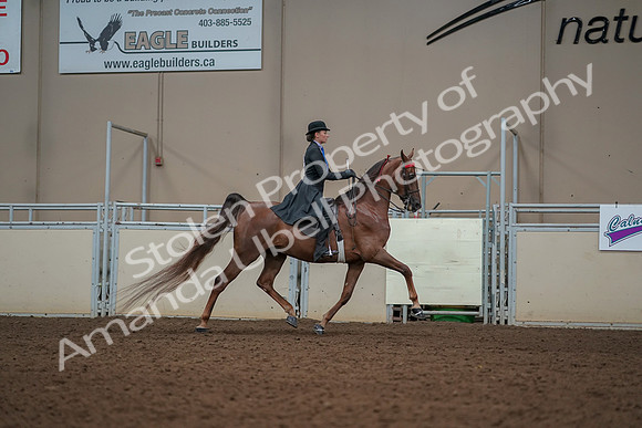 2019 Morgan Horse Show - Aug 30, 2019 - 25239