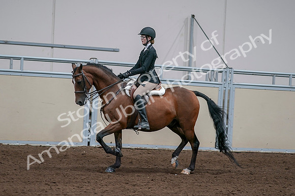 2020 - AB Morgan Horse - Fri, Sept 04 - 05937