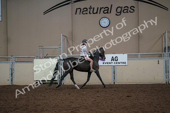 2019 Morgan Horse Show - Aug 30, 2019 - 31447