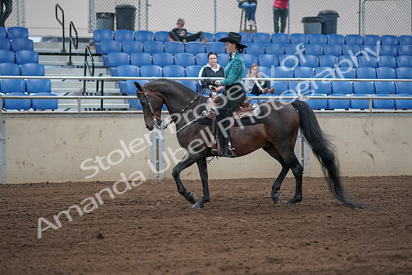 2019 Morgan Horse Show - Sept 01, 2019 - 06807