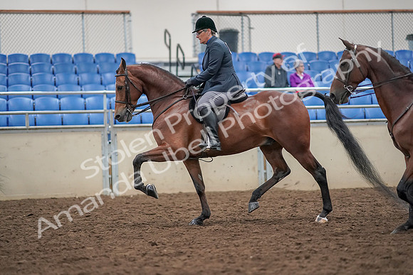 2019 Morgan Horse Show - Aug 30, 2019 - 20110