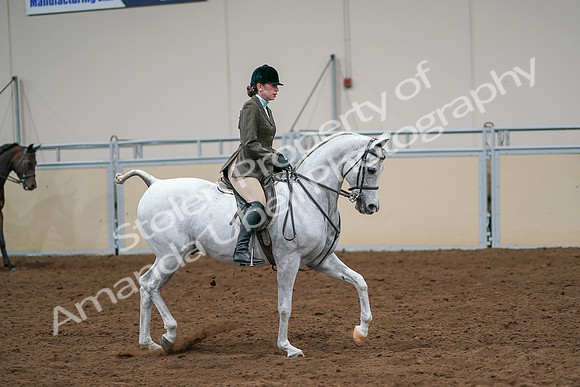 2020 - AB Morgan Horse - Sat, Sept 05 - 14533