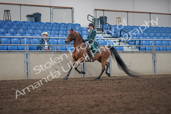 2019 Morgan Horse Show - Sept 01, 2019 - 13203