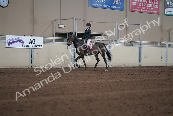 2019 Morgan Horse Show - Sept 01, 2019 - 03956
