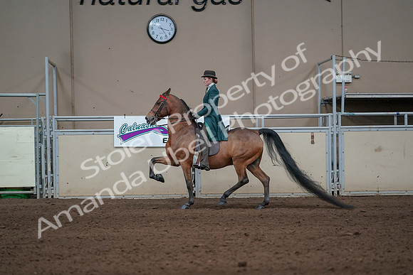 2019 Morgan Horse Show - Sept 01, 2019 - 13195
