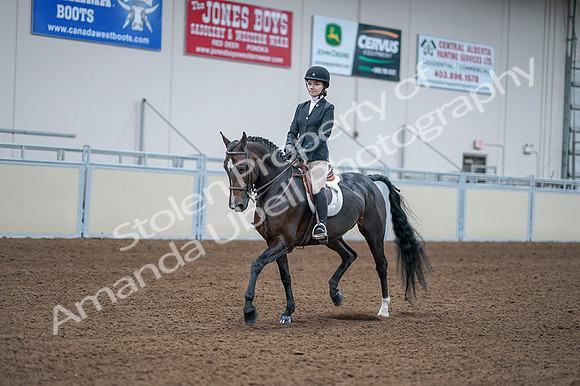 2020 - AB Morgan Horse - Fri, Sept 04 - 06167