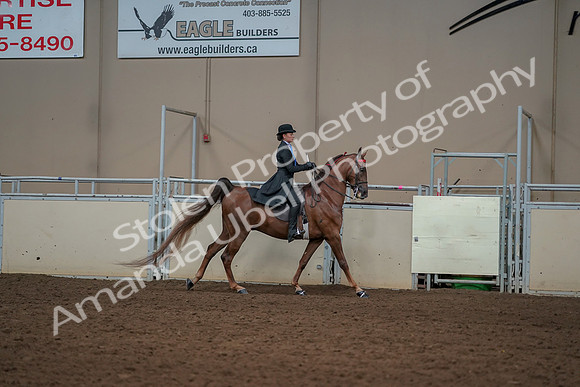 2019 Morgan Horse Show - Aug 30, 2019 - 25322