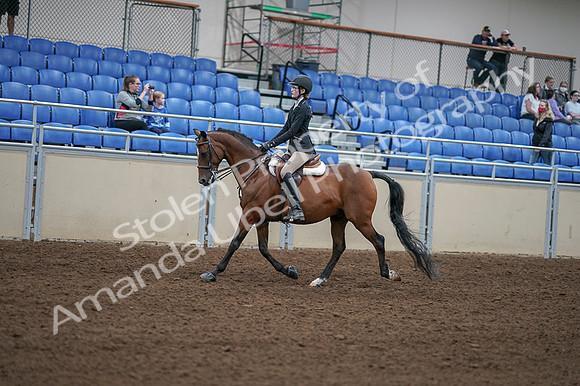 2020 - AB Morgan Horse - Fri, Sept 04 - 05868