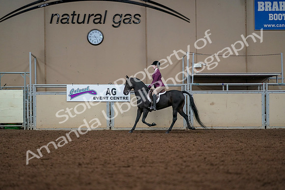 2019 Morgan Horse Show - Aug 30, 2019 - 23263