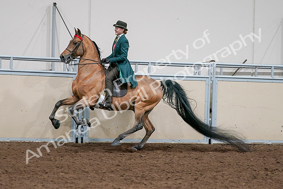 2020 - AB Morgan Horse - Sat, Sept 05 - 13802