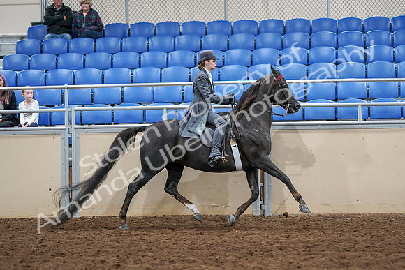 2020 - AB Morgan Horse - Sat, Sept 05 - 13966