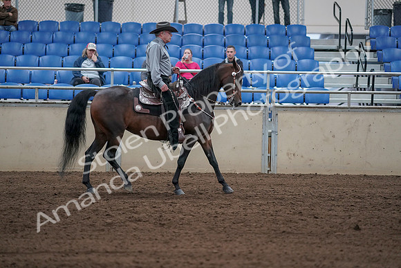 2019 Morgan Horse Show - Sept 01, 2019 - 07087
