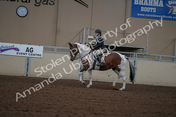 2019 Morgan Horse Show - Aug 30, 2019 - 14905