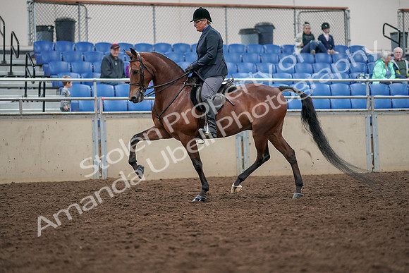 2019 Morgan Horse Show - Aug 30, 2019 - 19885