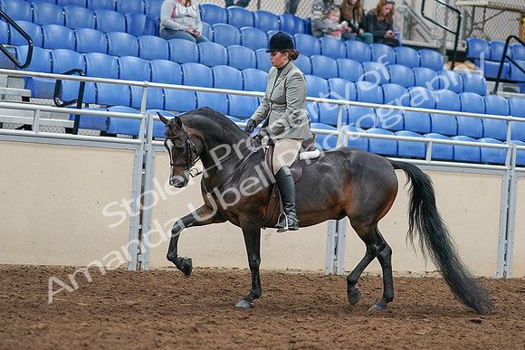 2020 - AB Morgan Horse - Sat, Sept 05 - 14321