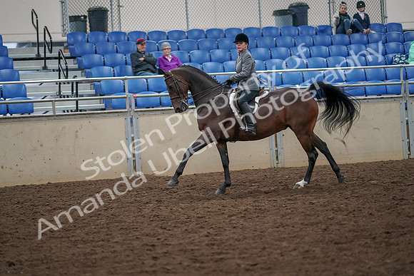 2019 Morgan Horse Show - Aug 30, 2019 - 20500