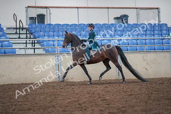 2019 Morgan Horse Show - Aug 30, 2019 - 17896
