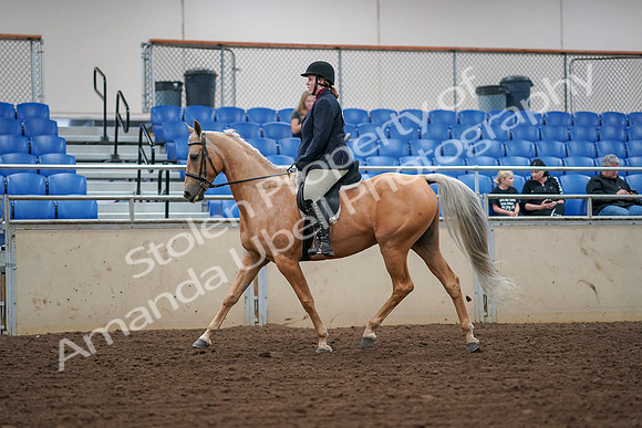 2019 Morgan Horse Show - Aug 30, 2019 - 16071