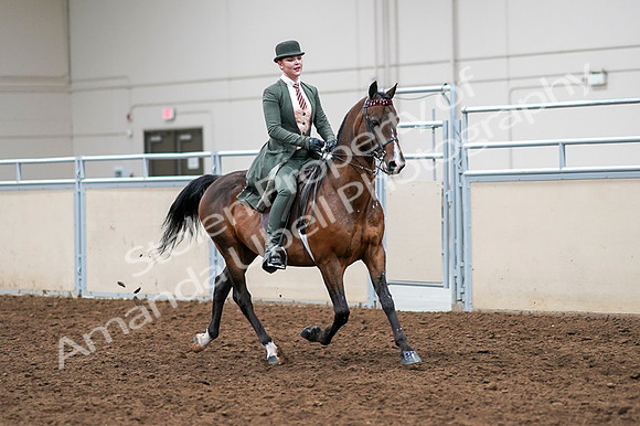 2020 - AB Morgan Horse - Fri, Sept 04 - 03409