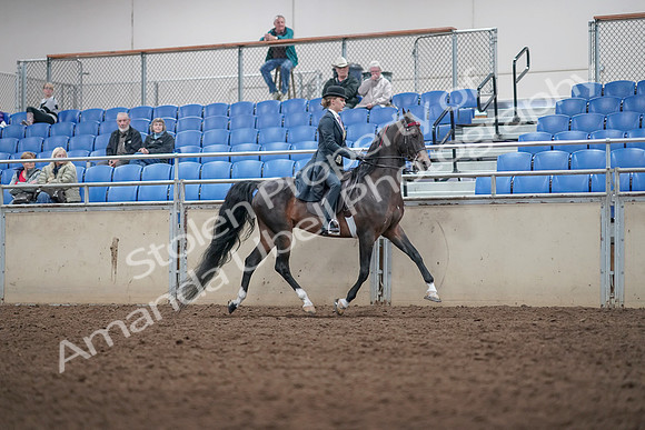 2019 Morgan Horse Show - Aug 31, 2019 - 08913