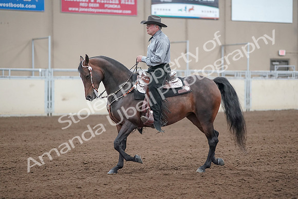 2019 Morgan Horse Show - Sept 01, 2019 - 07223