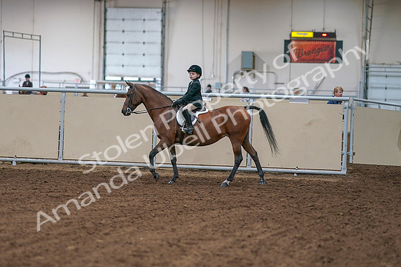 2020 - AB Morgan Horse - Fri, Sept 04 - 01997
