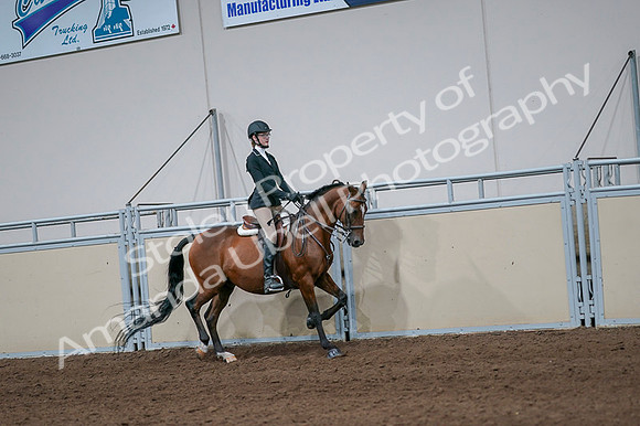 2020 - AB Morgan Horse - Fri, Sept 04 - 06004