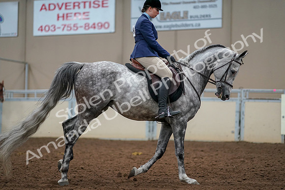 2019 Morgan Horse Show - Aug 30, 2019 - 22461