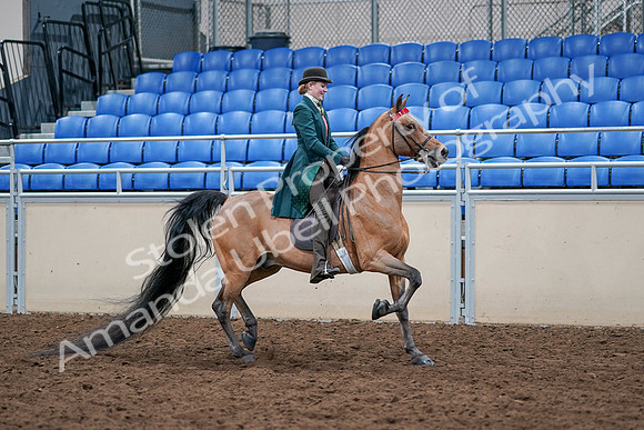 2020 - AB Morgan Horse - Sat, Sept 05 - 13874