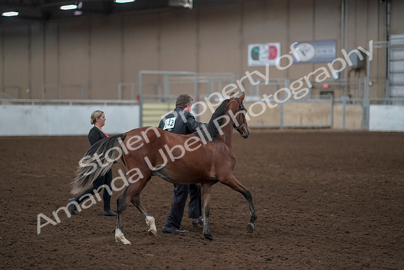 2019 Morgan Horse Show - Aug 31, 2019 - 00232
