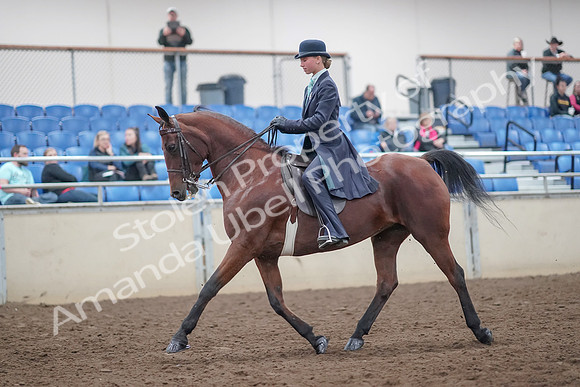 2019 Morgan Horse Show - Aug 31, 2019 - 08496