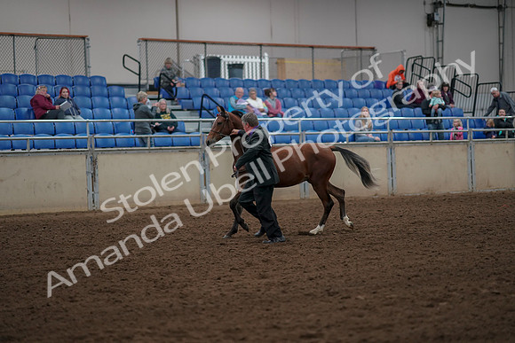 2019 Morgan Horse Show - Aug 30, 2019 - 25547