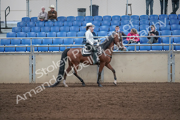 2019 Morgan Horse Show - Sept 01, 2019 - 07138