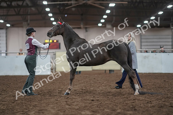2019 Morgan Horse Show - Aug 31, 2019 - 02005