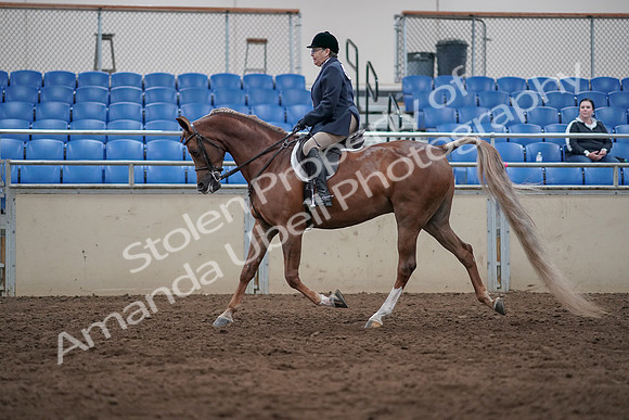 2019 Morgan Horse Show - Sept 01, 2019 - 08541