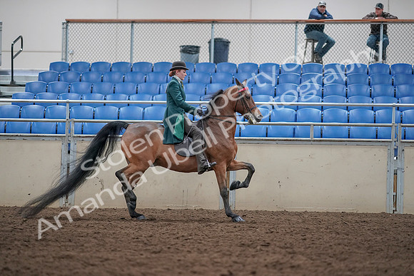 2019 Morgan Horse Show - Sept 01, 2019 - 13362