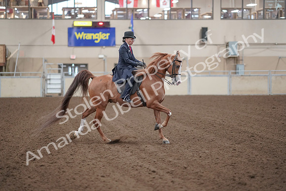 2019 Morgan Horse Show - Sept 01, 2019 - 12074