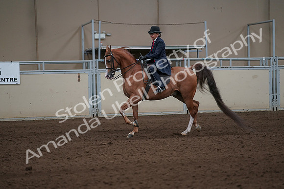 2019 Morgan Horse Show - Sept 01, 2019 - 11910