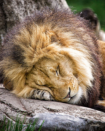 Big Cats - 026