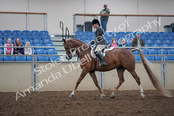 2019 Morgan Horse Show - Aug 31, 2019 - 15950